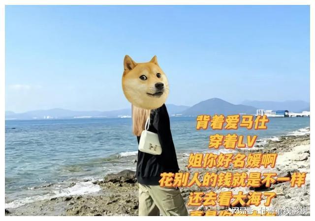 橙色猫_橙色猫猫手机游戏_橙色猫的照片