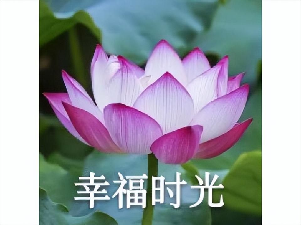 飞机上 手机游戏_手机飞机小游戏_飞机类手机游戏大全