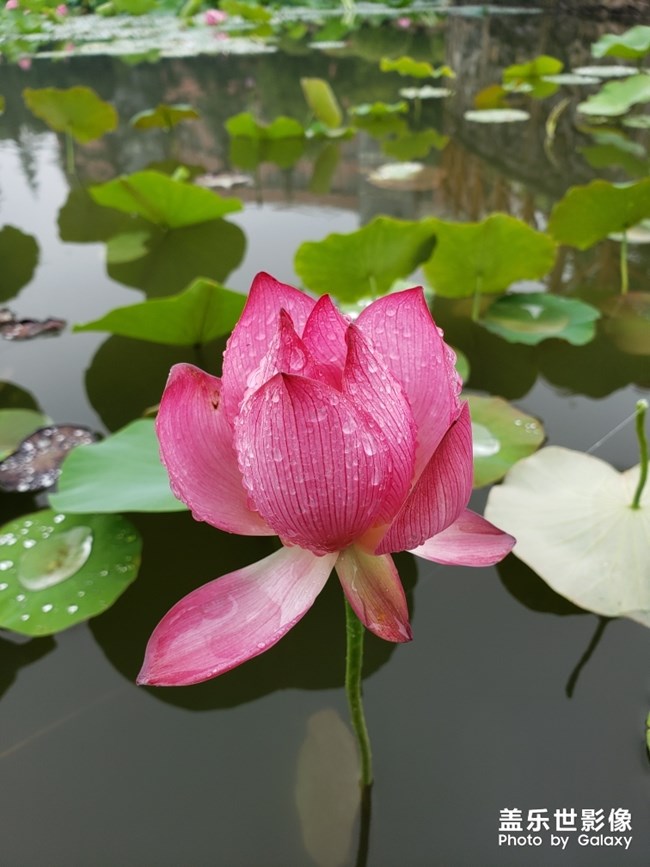 sm手机游戏苹果手机_手机苹果游戏充值扣钱怎么关闭_手机苹果游戏推荐