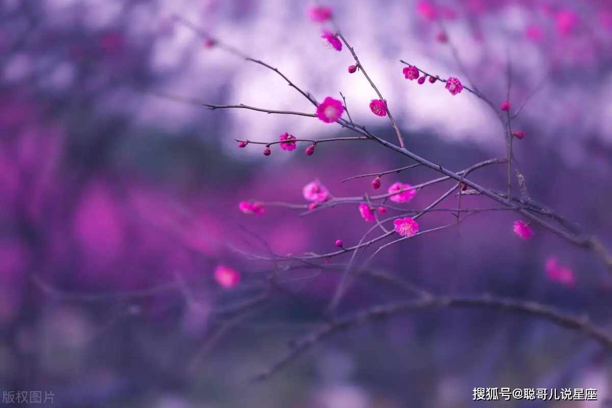 伊紫：一种深邃神秘的颜色，藏着无数未说出口的故事