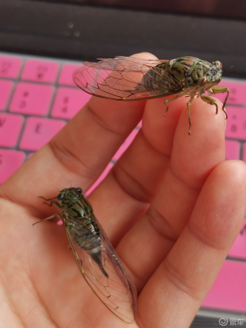 水獭爪子_小爪水獭怎么读_小爪水獭