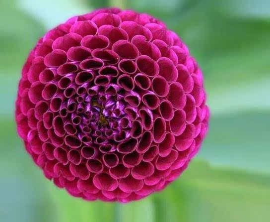 小爪水獭怎么读_水獭爪子_小爪水獭