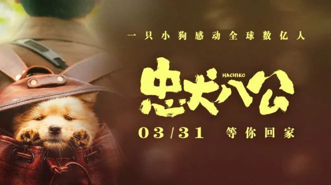 电影忠犬八公国语在线观看完整_电影忠犬八公在线观看完整_忠犬八公电影完整版免费
