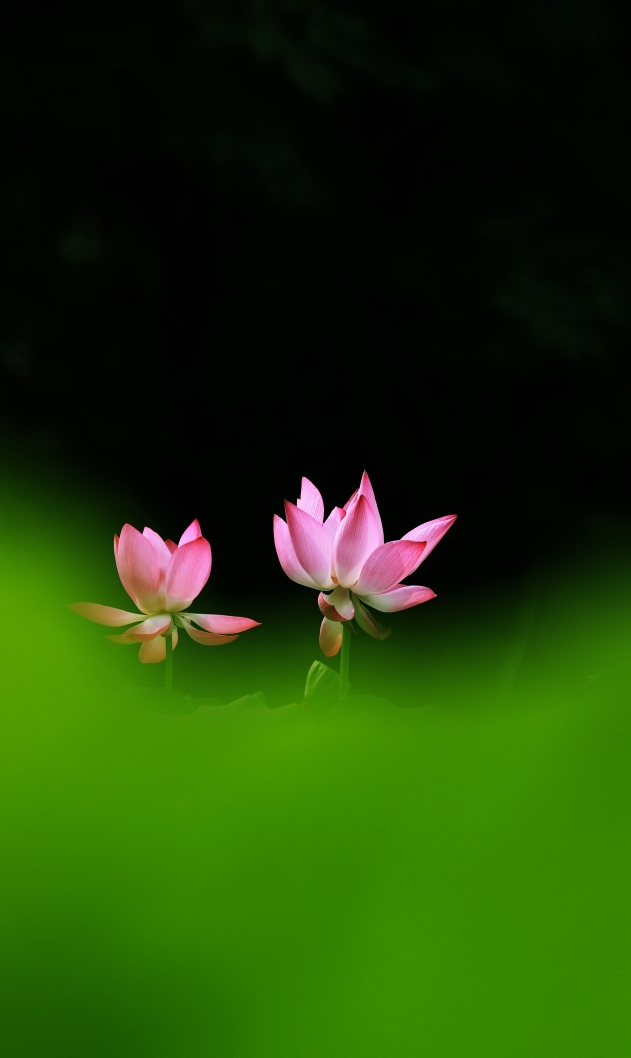 水绿色宝石_绿宝石水花_绿宝石水花是什么意思