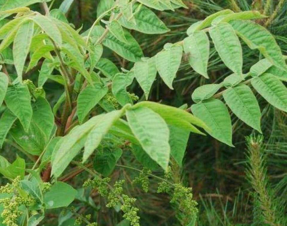 毒标签拆了还能退吗_如何拆掉毒的标签_毒的标签怎么拆