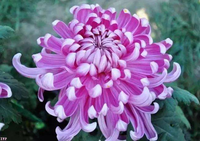 清明节放1天_清明节一天放几天假_清明节放一天