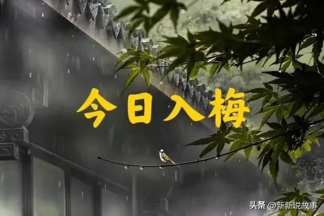 梅雨天_雨天梅花的诗文_雨天梅花的文案