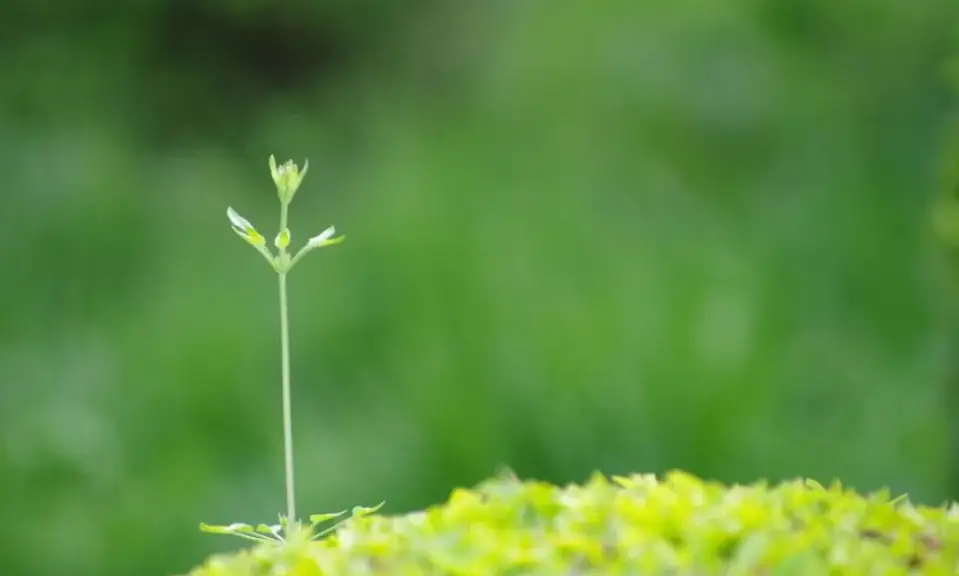 幽奈的迷恋是什么_幽奈小姐_幽奈身世