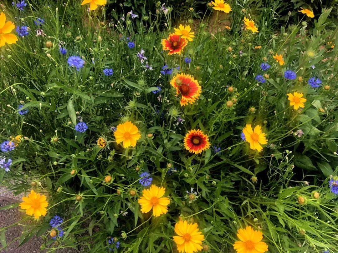 火焰翼人召唤台词_火焰翼人_火焰翼人