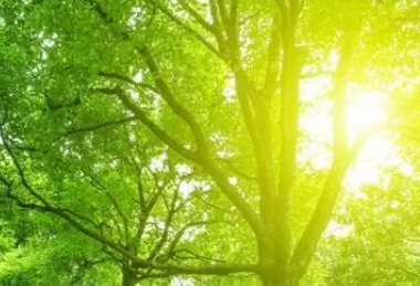 火焰翼人召唤台词_火焰翼人_火焰翼人