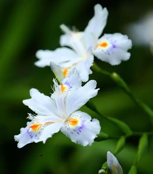 火焰翼人召唤台词_火焰翼人_火焰翼人