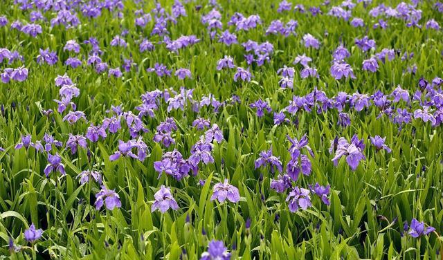 火焰翼人_火焰翼人召唤台词_火焰翼人