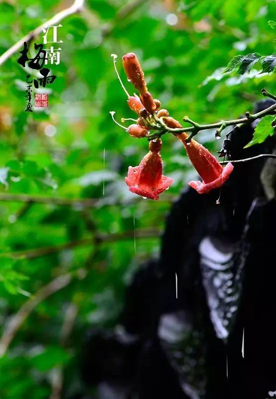 时节黄梅雨_黄梅时节_黄梅时节打一个字
