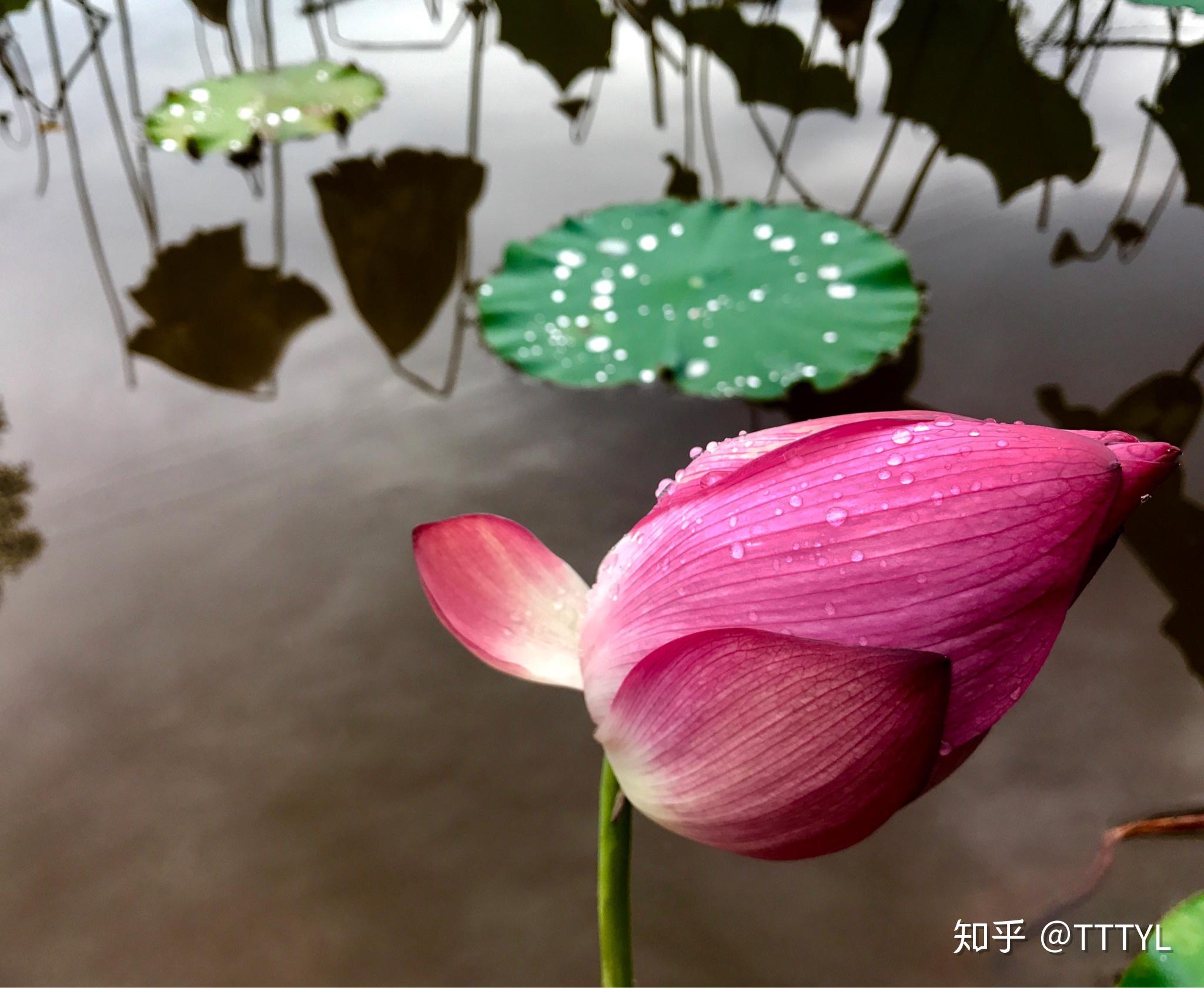 知乎提问删除不了是不是违法_知乎提问删除了能恢复吗_知乎删除自己的提问