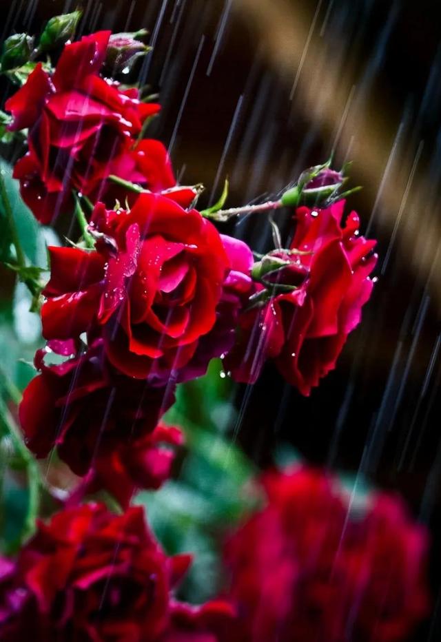 沐雨橙风_沐雨橙风出自哪个诗句_沐雨橙风是什么意思来的