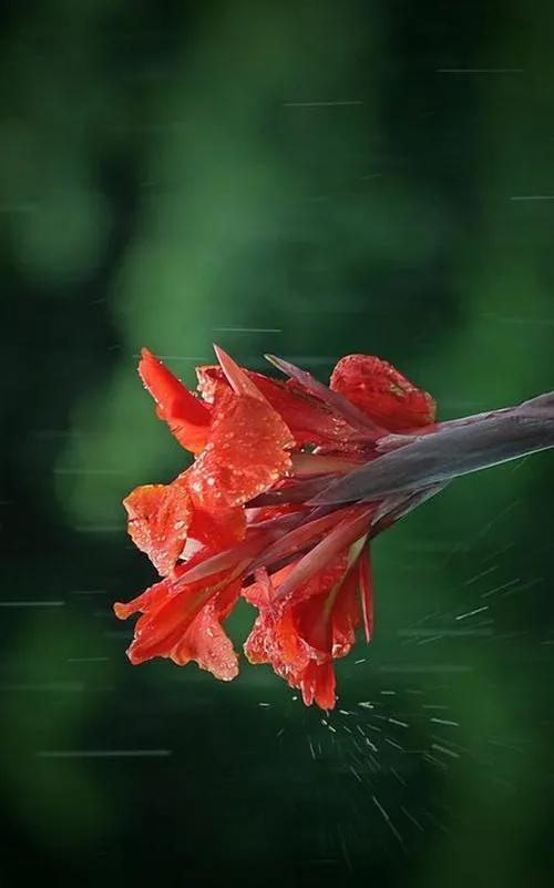 沐雨橙风是什么意思来的_沐雨橙风_沐雨橙风出自哪个诗句