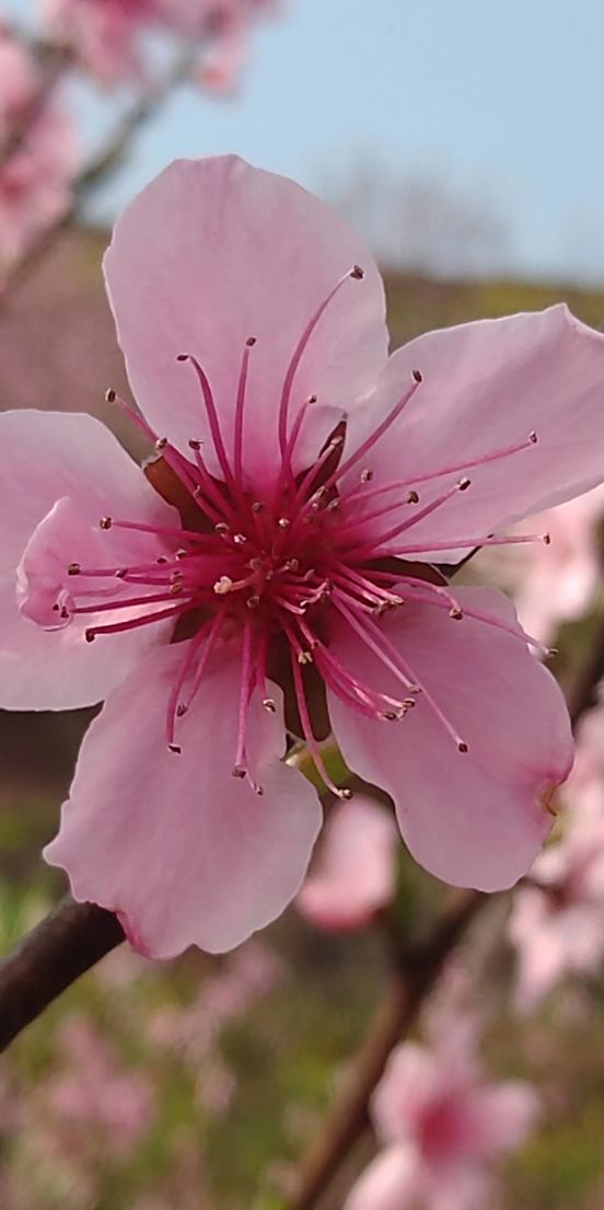三月三日的英文_三月三日_三月三日出生是什么星座