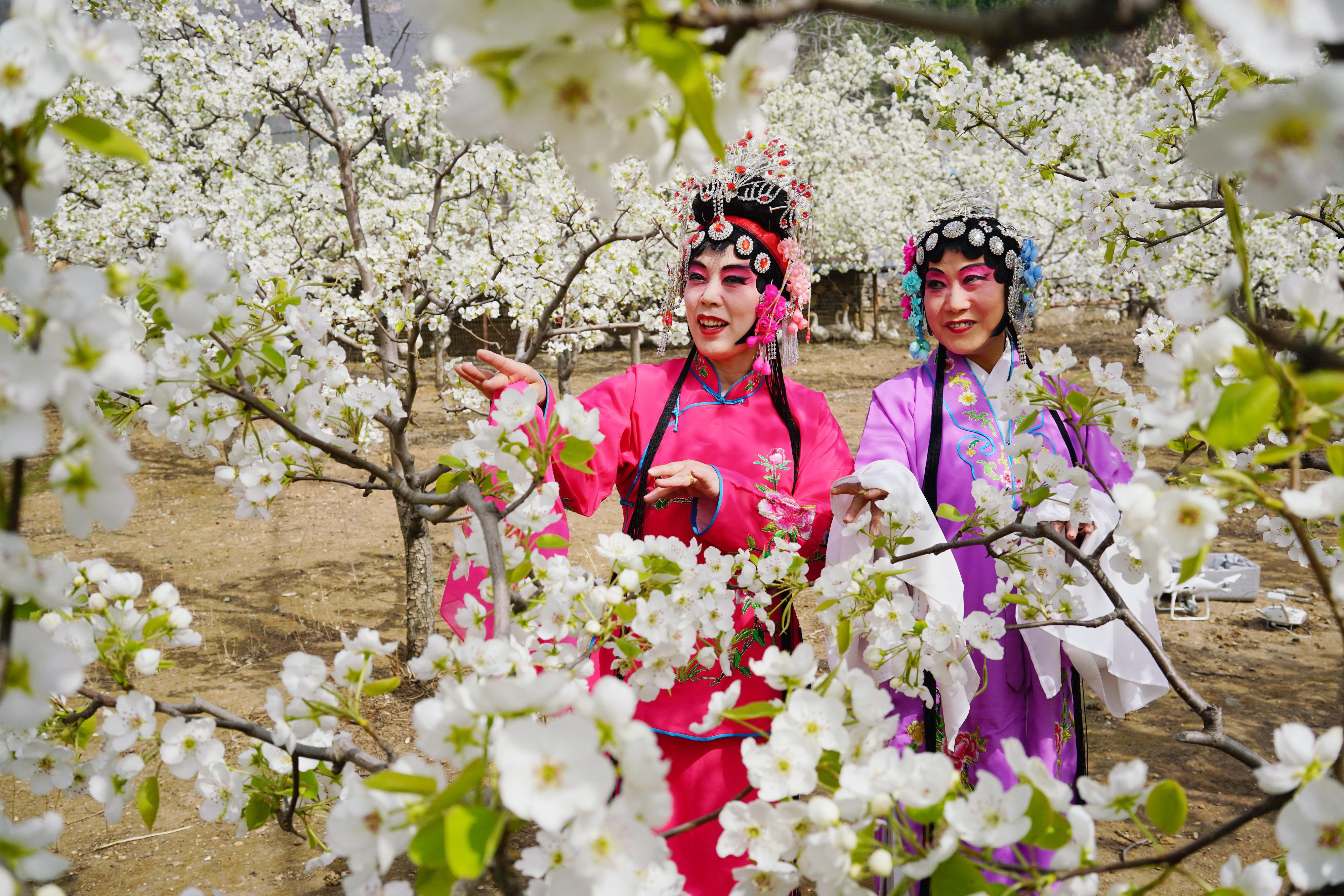 西野花梨_林被吼梨西图片_梨花野菜