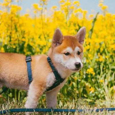 月永雷欧经历了什么_雷欧月球公主_月永雷欧
