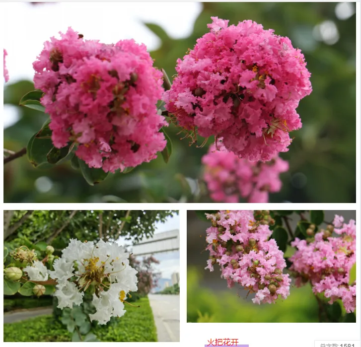 稻森弓弦_懒人稻种子稻_稻森