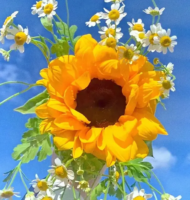 春日手机游戏_春日游戏限时特惠_春日酱里面的游戏