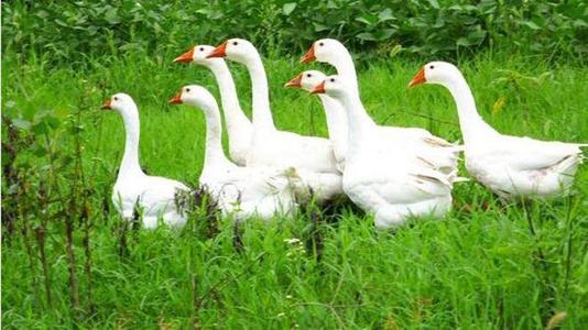 唉人民币_pi币一个值多少人民币_人民币砭值