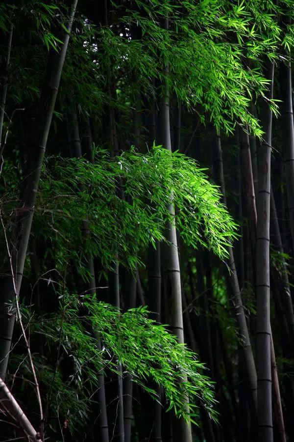 神原骏河出场集数_神原骏河_神原骏河的配音是谁