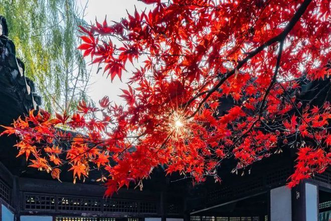 梦与叶樱_梦与叶樱_梦与叶樱