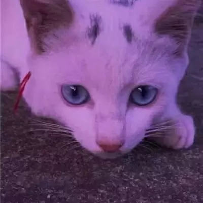 头像猫咪可爱萌_可爱的猫咪头像_头像猫咪可爱仙气