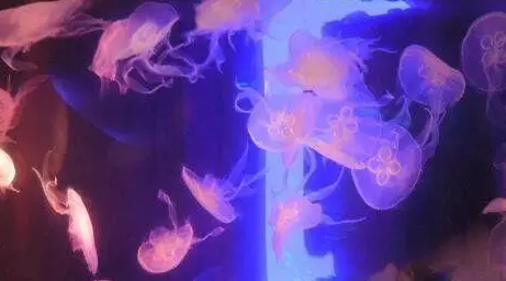 肥志百科第二季_肥志百科_肥志百科在线观看