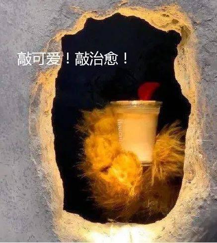小拳石_小拳石_小拳石