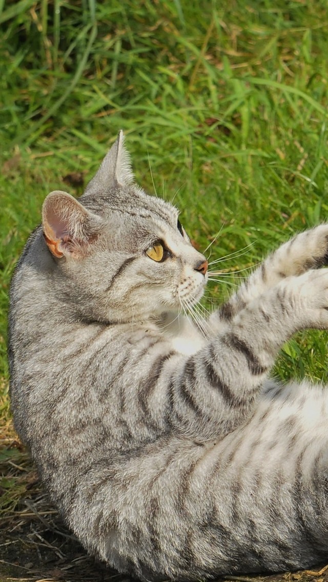 把手机给猫玩游戏_猫玩手机游戏叫什么_猫玩手机游戏怎么玩