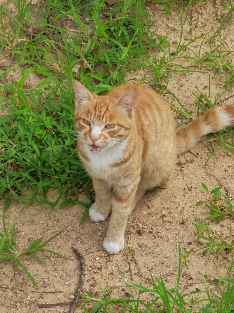 猫玩手机游戏叫什么_把手机给猫玩游戏_猫玩手机游戏怎么玩