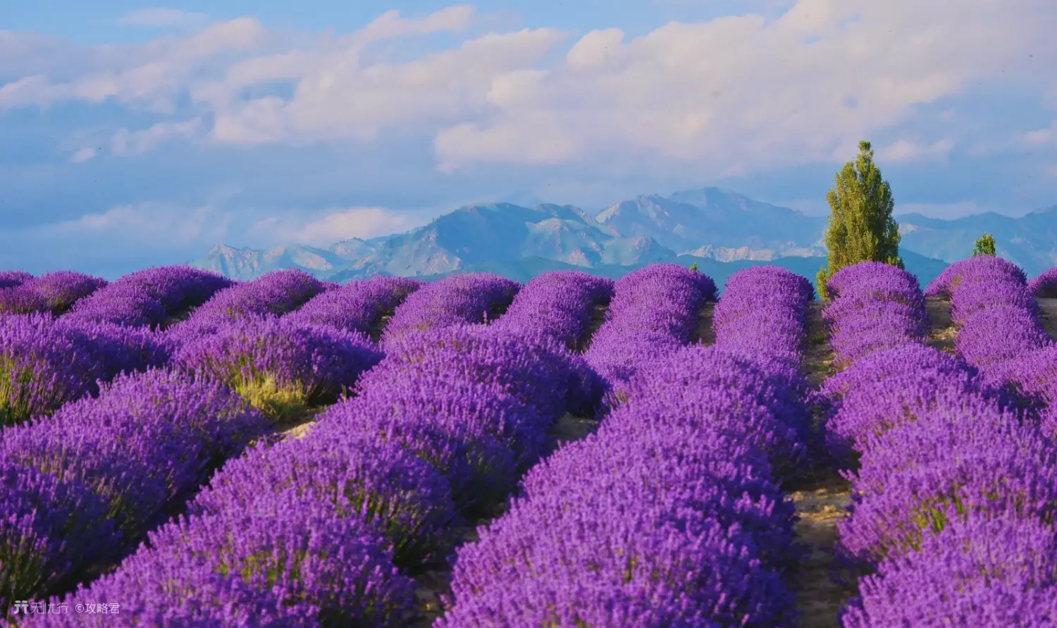 花山薰_花山薰_花山薰