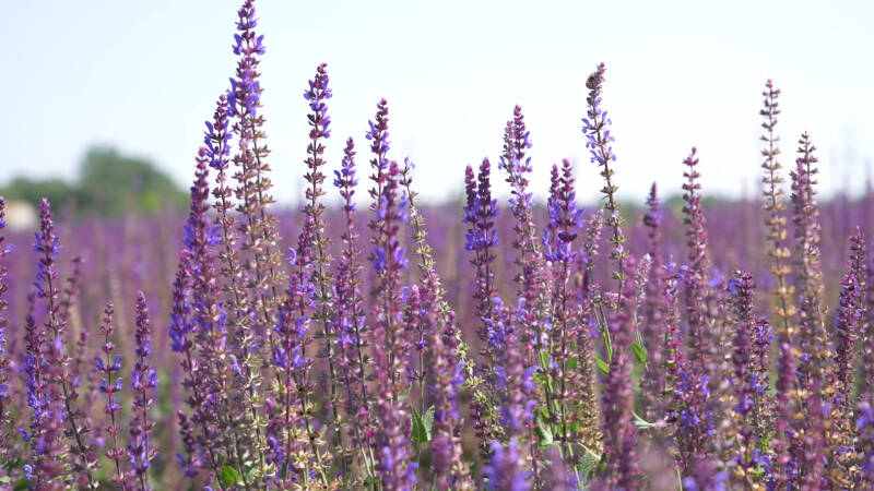 花山薰_花山薰_花山薰