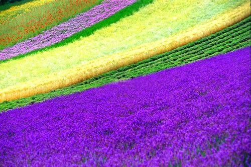 花山薰_花山薰_花山薰