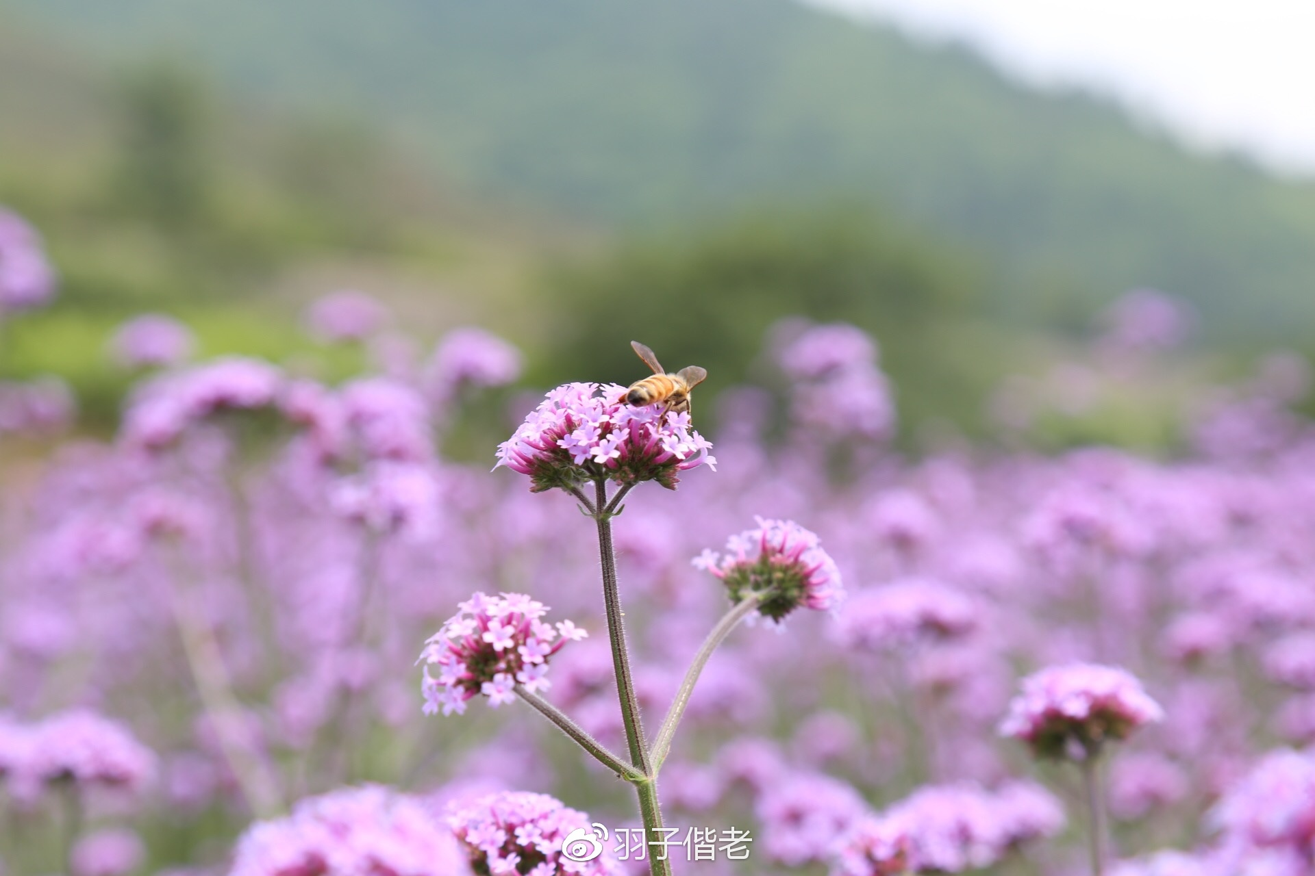 花山薰_花山薰_花山薰