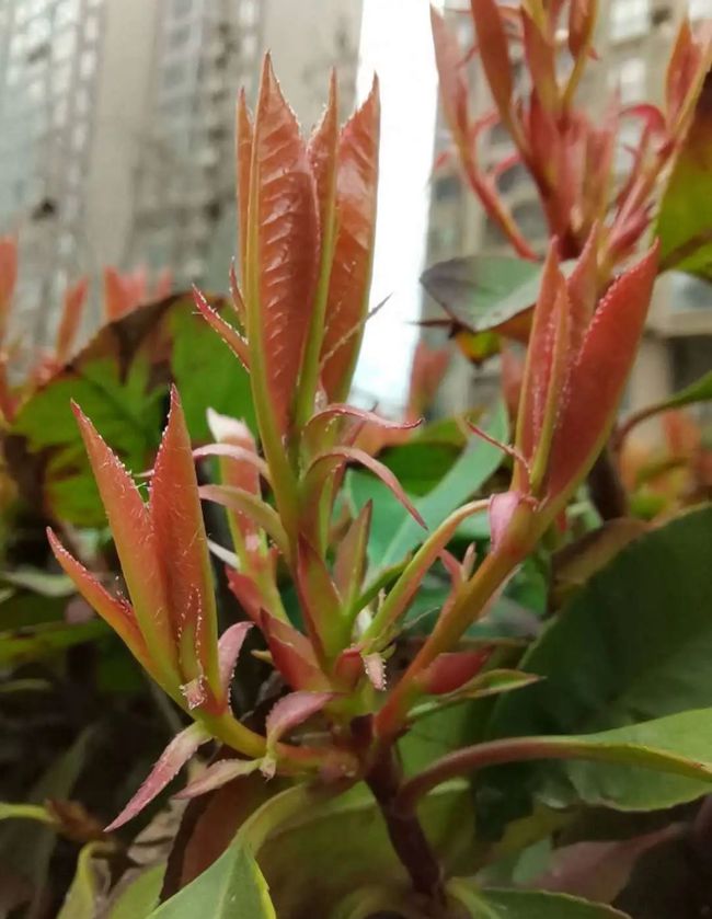 王宣琳王宣懿_文宣王_王幼宣幼乖整容前