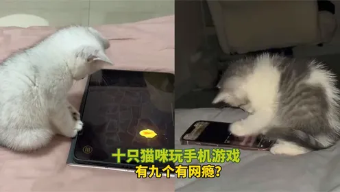 动物餐厅手机版在线玩游戏_动物餐厅这个游戏_动物餐厅游戏机游戏