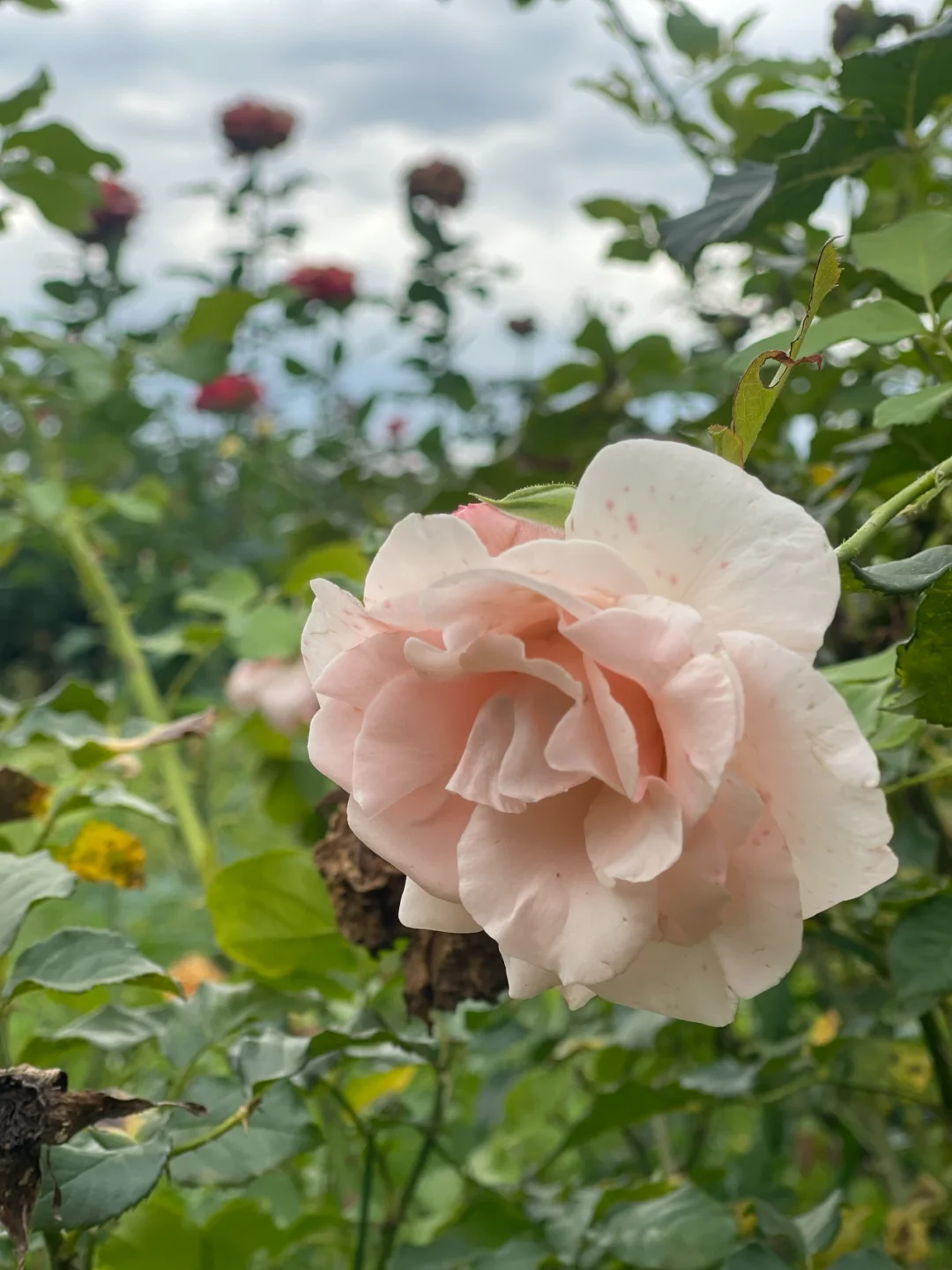 芹泽蕾拉和冈崎真一结局_芹泽蕾拉第几集出场_芹泽蕾拉