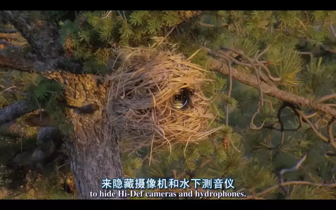 海豚湾电影免费_海豚湾在线观看免费完整版_海豚湾免费观看全集